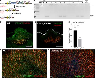 Vestibular Hair Cells Require CAMSAP3, a Microtubule Minus-End Regulator, for Formation of Normal Kinocilia